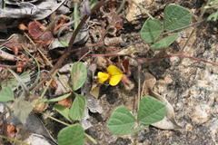 Rhynchosia capitata